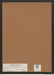 Rhaphoneis lancettula var. jutlandica Grun. (de-Toni-Nr.: Genus 78, Species 2839) Zeichnungen Sammlung Grunow Mappe 03007 (Herbarium_W_Grunow_drawings_Folder_03007)
